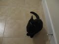 My barking cat!