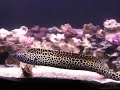Hungry Tessaletta eel