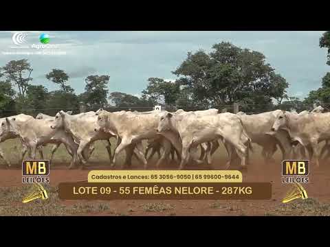 535� LEIL�O VIRTUAL MB LEIL�ES