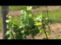 Ontario Wineries Ontario Wineries