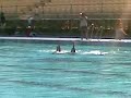 seleccion espa�ola de natacion sincronizada
