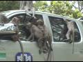 Monkey Temple - Ubon Ratchathani