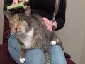 Safari&reg; Massage Brush for Cat