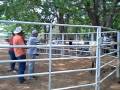 videos de manejo equino/doma sistematica/La Parcela/San Carlos/Cojedes