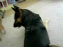 Cute puppy attacks German Shepperd