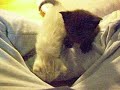 Cat Fighting