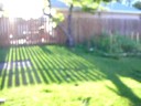 bunny in my yard