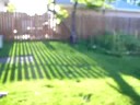 bunny in my yard