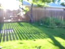 bunny in my yard