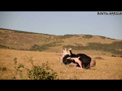 Ostrich excitement dance