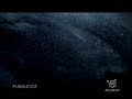 Spot Nuevo Peugeot 308 por Alberto Velasco