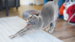 What it feels like to live with Russian Blue Cats