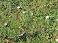 Anemone blanda / ??????? ? ???????? - http://floraattica.blo