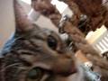 videos de Velvet on Carmen's Play Gym - Part 1 of 2