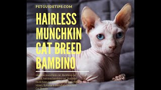 Hairless Munchkin Cat Breed Facts and Lifespan | Bambino Cat | Animal Planet