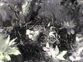 singing for supper 5-15-12.Avi