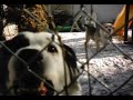 Vicious Puppy Dog!