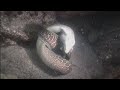YouTube - SeaScope - Eels