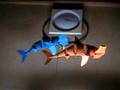 papersharks