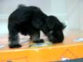 Schnauzer hembra STA REF:210