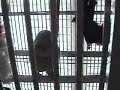 tsuki-the-blue-quaker-parrot-enjoys-time-out.html