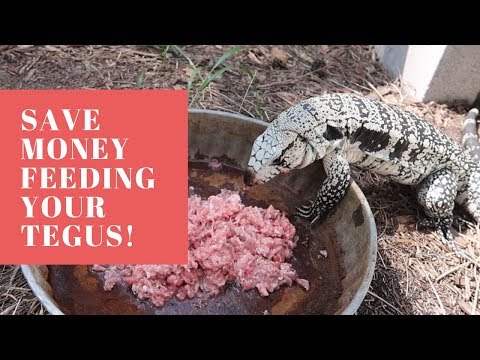 YouTube reptile video