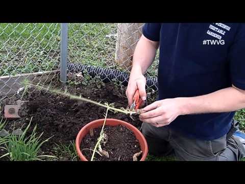 how to replant horseradish