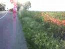 Brushstrokes of poppies