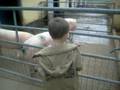 rare breeds centre ashford kent