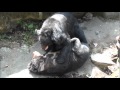 臺北市立動物園_黑熊情人節親親我的寶貝 Black bear hugs and kisses
