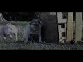 Pug War Movie