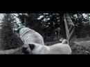 Pug video