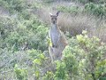 Kangaroo at Jacks Point Pelican Observatory