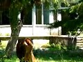 Agudzera