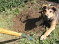 Doran helpt mee in de tuin