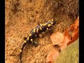 salamandra plamista