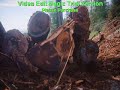 EARTH FIRST MENDOCINO JUDI BARI REDWOOD FBI FRAME COINTELPRO