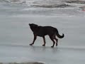 Lake Erie Dog Rescue (Part 1/2)