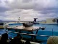 False Killer Whale greets the crowd in Okinawa