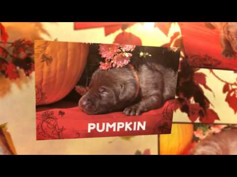 Animoto   AKC Silver Factored Chocolate Labradors For Sale   Ohio $700  Beautiful Rich Color!!!
