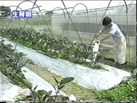 EM (Effective Microorganisms) Applications - Agriculture EM農業利用