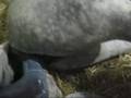 Jem's foal being born