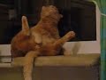Silly Orange Cat Groovin\