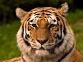 Save the Tiger Pledge- WildAid Save the Tiger Pledge- WildAid