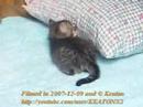 Shy Cute Kitten. :p