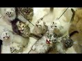 Кормление стаи голодных котов !!!