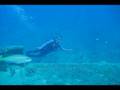 Morgan's Diving Video