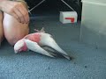 See Video