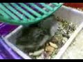 mouse3