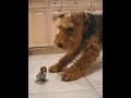 Riley, get the monkey!